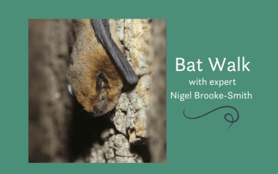 Bat Walk in the Garden