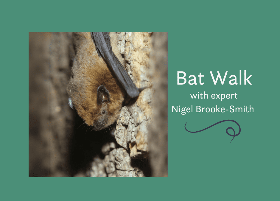 Bat Walk in the Garden