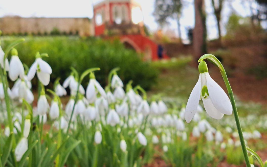 Snowdrops Spectacle at Painswick Rococo Garden